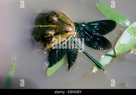 Bluewing, demoiselle agrion (Calopteryx virgo), homme capturé par une grenouille, Allemagne Banque D'Images