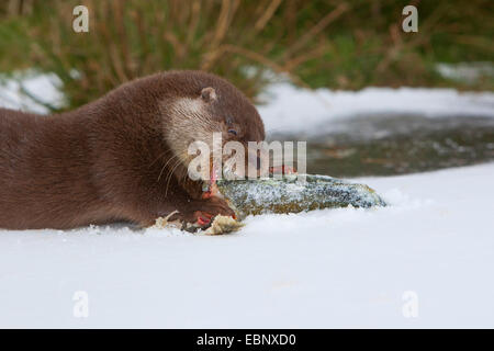 La loutre d'Europe, loutre d'Europe, la loutre (Lutra lutra), l'alimentation d'une femme pris la perche dans la neige, Allemagne Banque D'Images