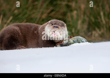 La loutre d'Europe, loutre d'Europe, la loutre (Lutra lutra), l'alimentation d'une femme pris la perche dans la neige, Allemagne Banque D'Images