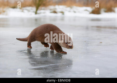 La loutre d'Europe, loutre d'Europe, la loutre (Lutra lutra), femme marche sur une calotte de glace gelé jusqu', Allemagne Banque D'Images