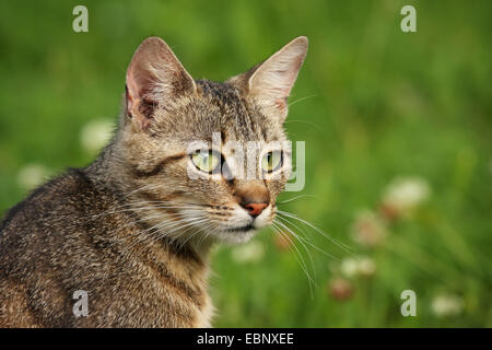 Chat domestique, le chat domestique (Felis silvestris catus. f), portrait d'un chat tabby brun dans un pré, Allemagne, Bade-Wurtemberg Banque D'Images