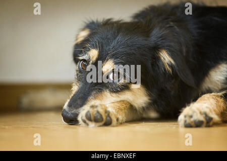 Chien domestique (Canis lupus f. familiaris), fatigué mixed breed dog allongée par terre dans la chambre, Allemagne Banque D'Images