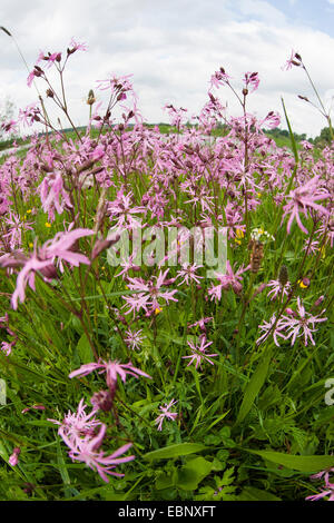 Campion, pré-Ragged robin (Lychnis flos-cuculi, Silene flos-cuculi), dans un pré en fleurs, Allemagne Banque D'Images