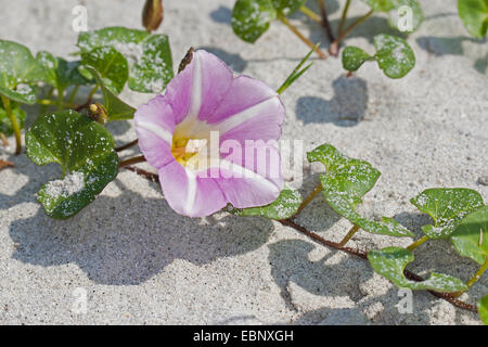 Gloire du matin plage Mer, liseron des champs, liseron des champs, Seashore Seashore faux-matin gloire (Calystegia soldanella, Convolvulus soldanella), blooming, Allemagne Banque D'Images