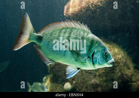 Pagre blanc, blanc, blanc daurade dorade, sargo (Diplodus sargus), natation Banque D'Images