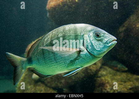 Pagre blanc, blanc, blanc daurade dorade, sargo (Diplodus sargus), natation Banque D'Images