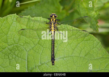 Club-tailed dragonfly (Gomphus vulgatissimus), sur une feuille, Allemagne Banque D'Images