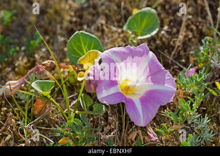 Gloire du matin plage Mer, liseron des champs, liseron des champs, Seashore Seashore faux-matin gloire (Calystegia soldanella, Convolvulus soldanella), blooming, Allemagne Banque D'Images