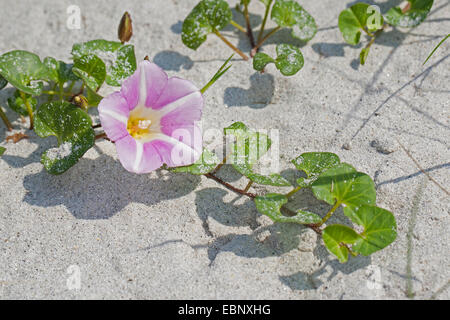 Gloire du matin plage Mer, liseron des champs, liseron des champs, Seashore Seashore faux-matin gloire (Calystegia soldanella, Convolvulus soldanella), blooming, Allemagne Banque D'Images