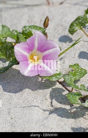 Gloire du matin plage Mer, liseron des champs, liseron des champs, Seashore Seashore faux-matin gloire (Calystegia soldanella, Convolvulus soldanella), blooming, Allemagne Banque D'Images