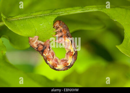 Uméro tacheté (Erannis defoliaria, Phalaena defoliaria Hybernia, defoliaria), Caterpillar se nourrit de feuilles de chêne, de lutte contre les ravageurs forestiers, Allemagne Banque D'Images