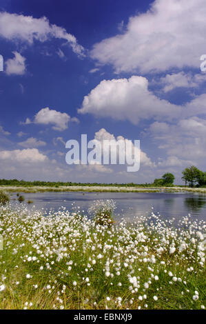 Linaigrette de tussock, hare's tail-linaigrettes (Eriophorum vaginatum), la fructification en mire, l'ALLEMAGNE, Basse-Saxe Oldenburger Muensterland, Goldenstedt Banque D'Images