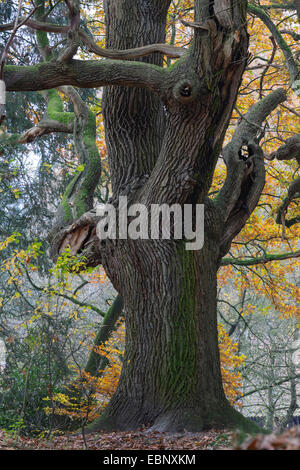 Chêne (Quercus spec.), vieux chêne dans Visbeck a, en Allemagne, en Basse-saxe Oldenburger Muensterland, Visbek Banque D'Images
