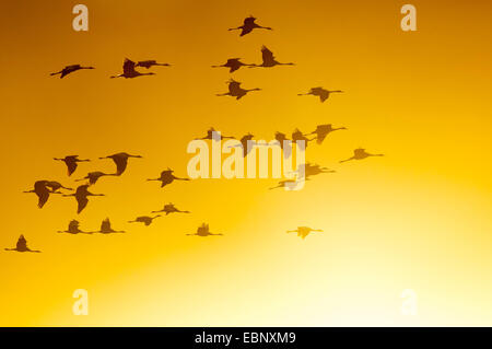 Grue cendrée grue eurasienne, (Grus grus), volant dans la lumière du soir, l'Allemagne, Mecklembourg-Poméranie-Occidentale Banque D'Images