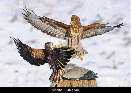 Eurasian buzzard (Buteo buteo), deux buses se disputant une proie, l'Allemagne, de Mecklembourg-Poméranie occidentale, Feldberger Seenlandschaft Banque D'Images