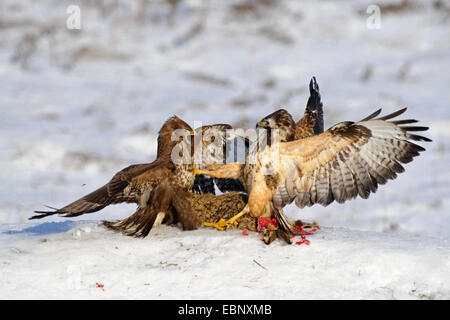 Eurasian buzzard (Buteo buteo), deux combats de buzzard un lièvre, l'Allemagne, de Mecklembourg-Poméranie occidentale, Feldberger Seenlandschaft Banque D'Images