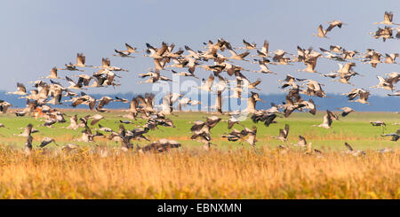 Grue cendrée grue eurasienne, (Grus grus), flying flock sur un champ, l'Allemagne, de Mecklembourg-Poméranie occidentale, Gross Mohrdorf Banque D'Images