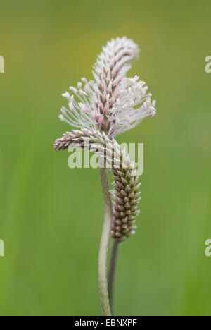 Hoary plantain (Plantago media), deux inflorescences, Suisse, / Banque D'Images