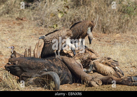 Vautour africain (Gyps africanus), les vautours se nourrissent d'une carcasse de bison, Afrique du Sud, Kruger National Park Banque D'Images