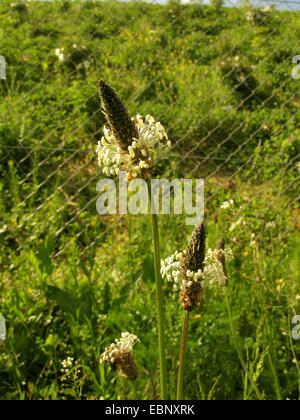 Plantain Buckhorn, anglais, plantain plantain lancéole, rib de l'herbe, l'herbe d'ondulation (Plantago lanceolata), qui fleurit en face d'une clôture, l'Allemagne, Rhénanie du Nord-Westphalie Banque D'Images