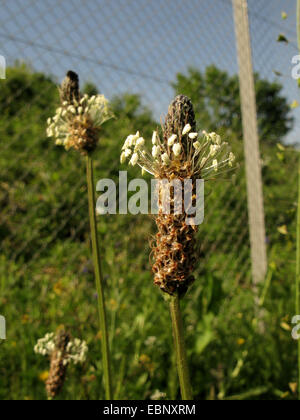 Plantain Buckhorn, anglais, plantain plantain lancéole, rib de l'herbe, l'herbe d'ondulation (Plantago lanceolata), qui fleurit en face d'une clôture, l'Allemagne, Rhénanie du Nord-Westphalie Banque D'Images