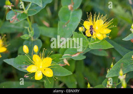 Tutsan Tutsan puante, puante, puant le millepertuis (Hypericum hircinum), blooming Banque D'Images