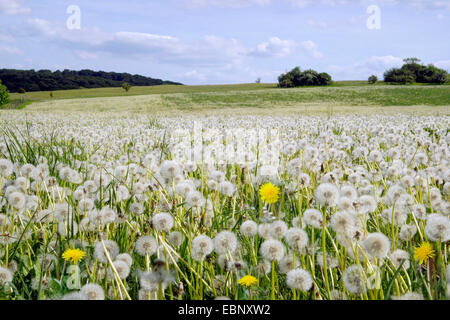 Le pissenlit officinal (Taraxacum officinale) le pissenlit fané, pré, l'Allemagne, en Rhénanie du Nord-Westphalie, Eifel Banque D'Images