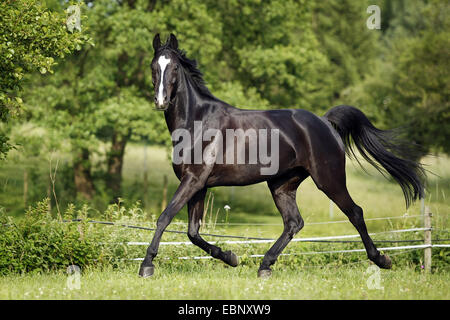 Wuerttemberger Baden-Wuerttemberger Wurttemberger,,, Baden-Wurttemberger (Equus przewalskii f. caballus), cheval noir trottant sur les pâturages, l'Allemagne, Bade-Wurtemberg Banque D'Images