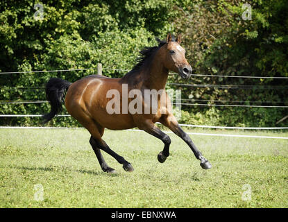 Chevaux hanovriens, warmblood allemand (Equus przewalskii f. caballus), brown mare hanovrienne sur pâturage, stimulation de l'Allemagne, Bade-Wurtemberg Banque D'Images