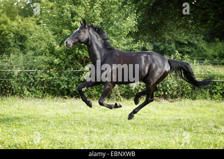 Wuerttemberger Baden-Wuerttemberger Wurttemberger,,, Baden-Wurttemberger (Equus przewalskii f. caballus), stimulation du cheval noir sur les pâturages, l'Allemagne, Bade-Wurtemberg Banque D'Images