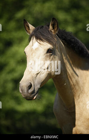 Poney équitation allemande (Equus przewalskii f. caballus), dun horse, portrait, l'Allemagne, l'Allgaeu Banque D'Images