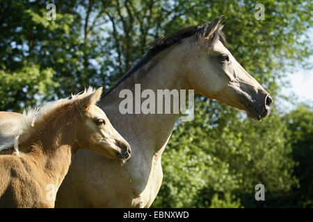 Poney équitation allemande (Equus przewalskii f. caballus), l'Allemagne, l'Allgaeu Banque D'Images