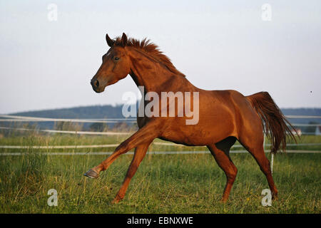 Warmblood bavarois, warmblood allemand (Equus przewalskii f. caballus), stimulation jument alezane au pâturage, l'Allemagne, l'Allgaeu Banque D'Images