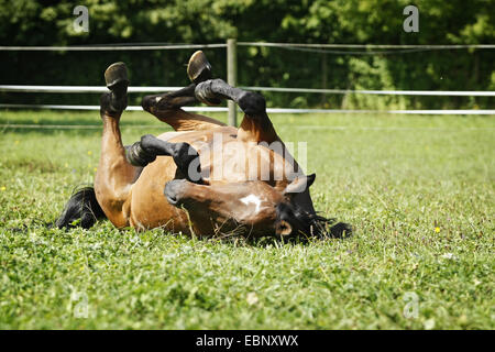 Chevaux hanovriens, warmblood allemand (Equus przewalskii f. caballus), cheval brun roulant sur les pâturages, l'Allemagne, Bade-Wurtemberg Banque D'Images