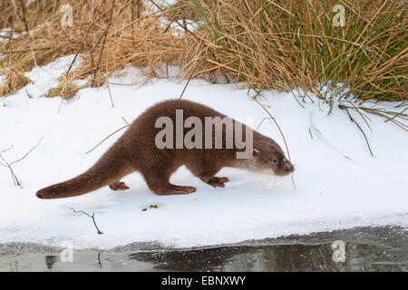 La loutre d'Europe, loutre d'Europe, la loutre (Lutra lutra), femme dans la neige sur une couche de glace gelé jusqu', Allemagne Banque D'Images