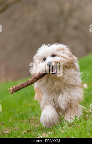 Terrier tibétain Tsang, Apso, Dokhi Apso (Canis lupus f. familiaris), dix mois de sable blanc lumineux et homme d'exécution sur une prairie avec un bâton dans sa bouche, Allemagne Banque D'Images