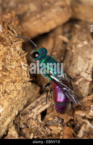 Or common wasp, ruby-queue, ruby-tailed wasp (Chrysis putoni), sur bois mort, Allemagne Banque D'Images