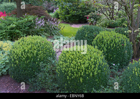 Common box, le buis (Buxus sempervirens), couper les haies, boîte de l'ALLEMAGNE, Basse-Saxe Banque D'Images