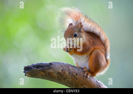 L'écureuil roux européen eurasien, l'écureuil roux (Sciurus vulgaris), assis sur une branche l'alimentation, la Finlande Banque D'Images