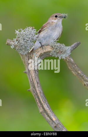 (Ficedula hypoleuca), femelle avec le matériel du nid dans son bec, Finlande Banque D'Images