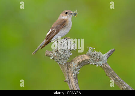 (Ficedula hypoleuca), femelle avec le matériel du nid dans son bec, Finlande Banque D'Images