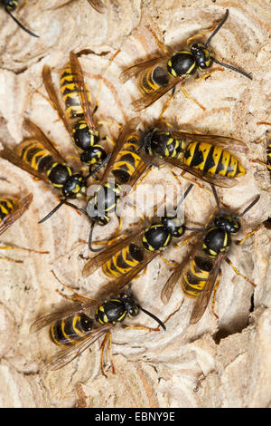 Guêpe commune Vespula Vulgaris (Paravespula vulgaris), les guêpes, les guêpes au nid, Allemagne Banque D'Images