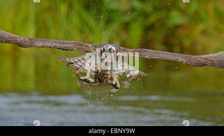 Osprey, le poisson hawk (Pandion haliaetus), en vol avec les proies, Finlande Banque D'Images