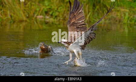 Osprey, le poisson hawk (Pandion haliaetus), Eagle, décoller de l'eau avec les proies est attaqué par un canard colvert, Finlande Banque D'Images