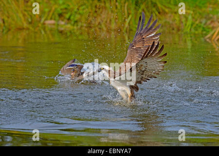 Osprey, le poisson hawk (Pandion haliaetus), un aigle, décoller de l'eau avec les proies est attaqué par un canard colvert, Finlande Banque D'Images