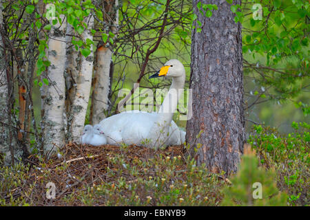 Cygne chanteur (Cygnus cygnus), Swan dans le nid avec les poussins fraîchement éclos, Finlande Banque D'Images