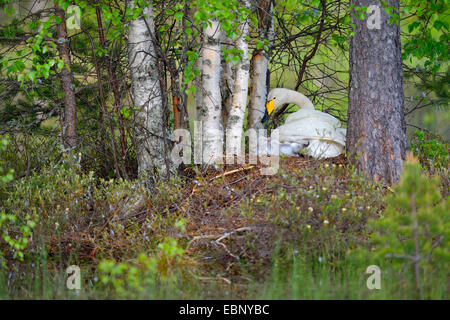 Cygne chanteur (Cygnus cygnus), Swan dans le nid avec les poussins fraîchement éclos, Finlande Banque D'Images