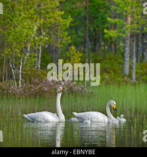 Cygne chanteur (Cygnus cygnus), l'élevage avec deux poussins natation sur un étang, Finlande finlandais moor Banque D'Images