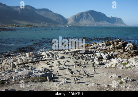 Jackass penguin, manchot, le putois (Spheniscus demersus), petite colonie à rocky côte Atlantique, Afrique du Sud, Western Cape, Bettys Bay Banque D'Images