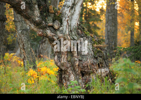 Tree à l'Kincade Park, USA, Alaska, Anchorage Banque D'Images